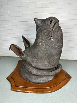 Lot 247 - AN EARLY 20TH CENTURY TAXIDERMY RHINO HEAD...