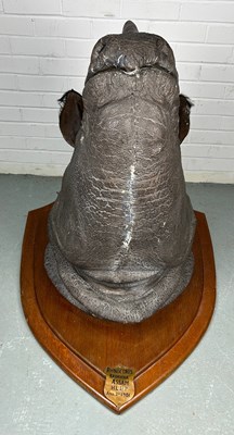 Lot 247 - AN EARLY 20TH CENTURY TAXIDERMY RHINO HEAD...