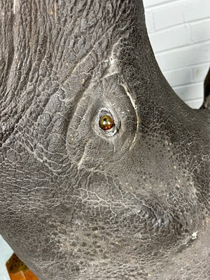 Lot 247 - AN EARLY 20TH CENTURY TAXIDERMY RHINO HEAD...