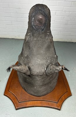 Lot 247 - AN EARLY 20TH CENTURY TAXIDERMY RHINO HEAD...