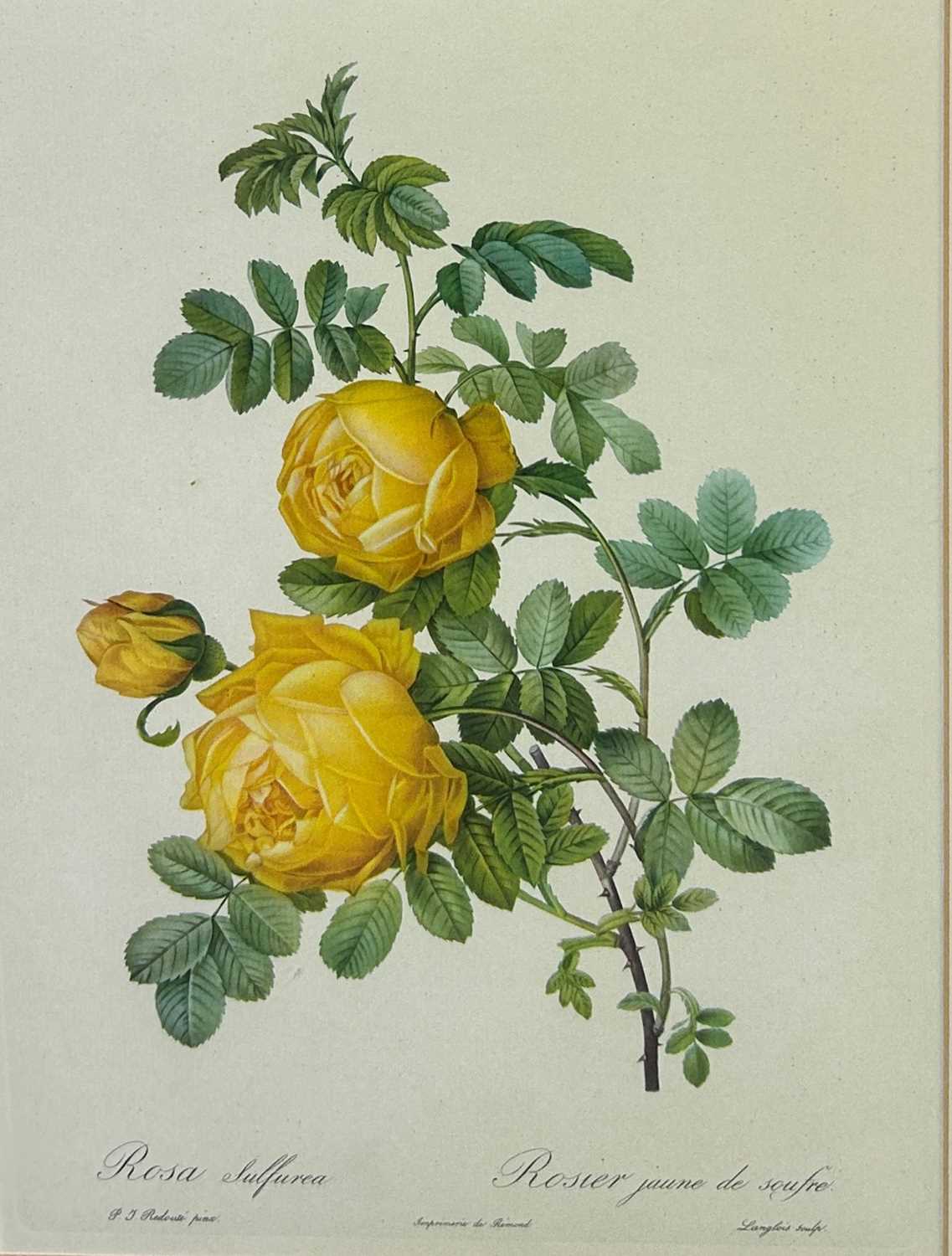 Lot 465 - A PAIR OF COLOURED BOTANICAL PRINTS,

36cm x...