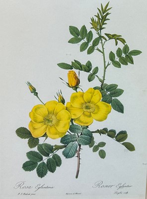 Lot 465 - A PAIR OF COLOURED BOTANICAL PRINTS,

36cm x...