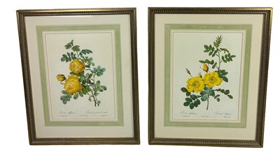 Lot 465 - A PAIR OF COLOURED BOTANICAL PRINTS,

36cm x...