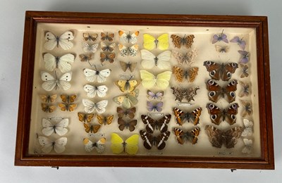 Lot 211 - ENTOMOLOGICAL INTEREST: AN ANTIQUE CASED...