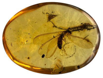 Lot 619 - A FOSSIL FLY IN DINOSAUR AGED BURMESE AMBER

A...