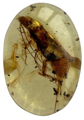 Lot 622 - A COCKROACH FOSSIL IN DINOSAUR AGED...