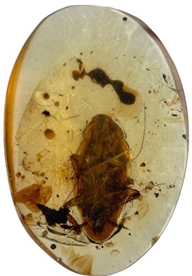 Lot 625 - A COCKROACH FOSSIL IN DINOSAUR AGED...