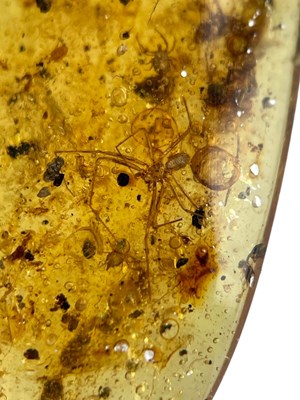 Lot 626 - A SPIDER FOSSIL IN DINOSAUR AGED AMBER

A...