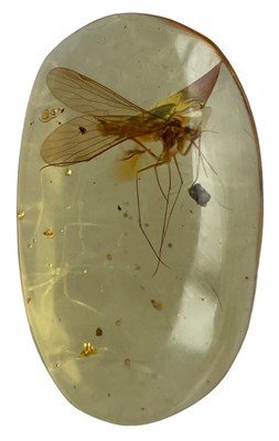 Lot 627 - A SCORPION FLY FOSSIL IN DINOSAUR AGED...