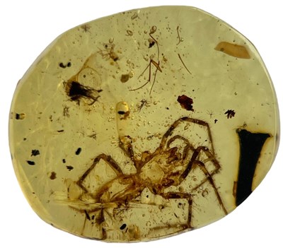 Lot 629 - A SPIDER FOSSIL IN DINOSAUR AGED BURMESE...