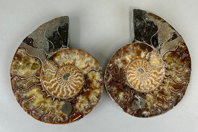 Lot 637 - A VERY LARGE POLISHED AMMONITE FOSSIL FROM...