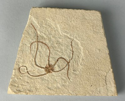 Lot 638 - A BRITTLE STAR/ STARFISH FOSSIL FROM...