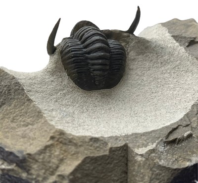 Lot 640 - A FLYING TRILOBITE FOSSIL

An exceptionally...