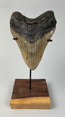 Lot 650 - A LARGE BLACK MEGALODON TOOTH, 

13cm x 9.5cm