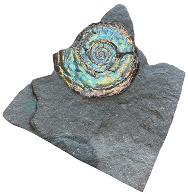 Lot 651 - AN IRIDESCENT AMMONITE FOSSIL FROM...